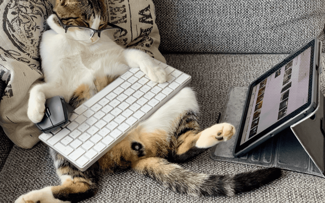 cat holding keyboard
