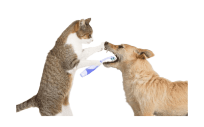 February is National Pet Dental Health Month