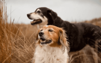 Pet Care Tips For Senior Dogs in Renton, WA