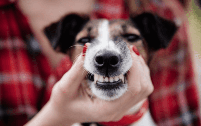 Pet Dental Hygiene in Seattle