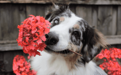 Protecting Your Pets From Dangerous Plants in Renton & Seattle