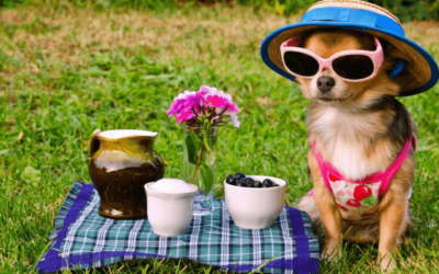 Summer Safety for Pets – Near and Far