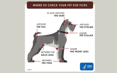 Ticks, Fleas, and Allergies