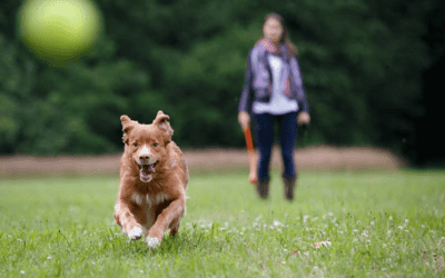 Tips To Keep Your Pet Safe All Summer Long