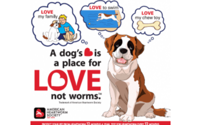 Preventing and treating Heartworm in Renton and Seattle