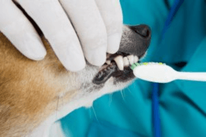 pet dentistry