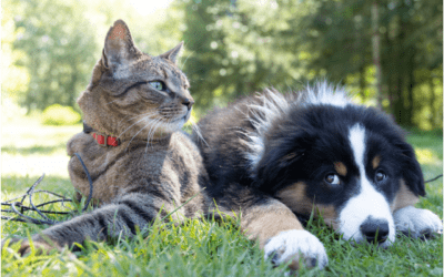 Ensuring a Smooth Transition: Tips for Introducing a New Pet to Your Family