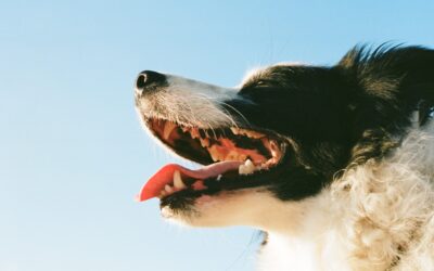 Understanding Canine Dental Care