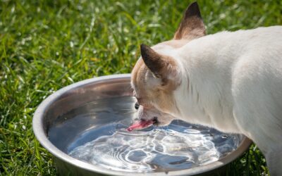 How to Tell if Your Pet is Drinking Enough Water