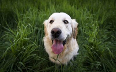 Navigating Life After a Lyme Disease Diagnosis for Your Dog
