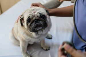 pet wellness checkup